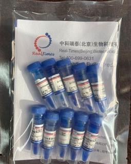 2×Tricine多肽上樣緩沖液（變性，還原，含溴酚藍(lán)）